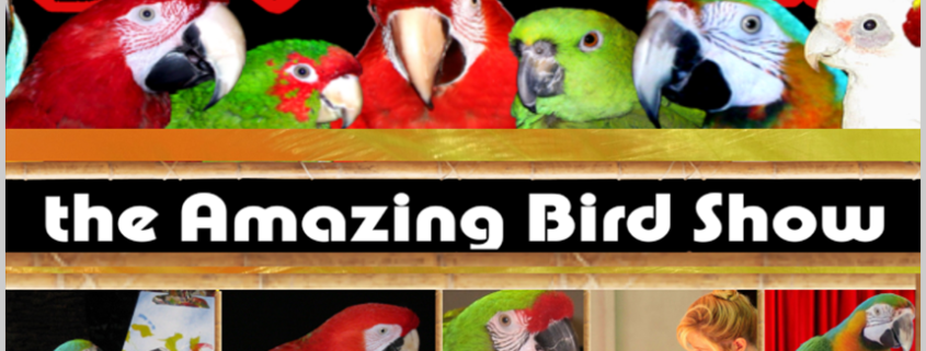 Squawk: The Amazing Bird Show
